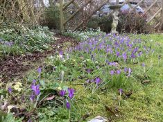 Spring flowers