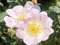 Wild rose